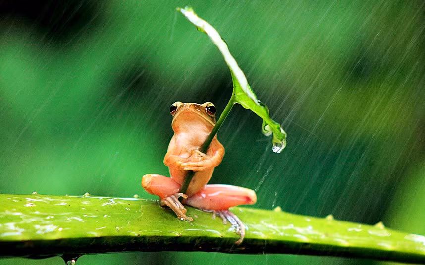 Ngộ nghĩnh nhái che ô