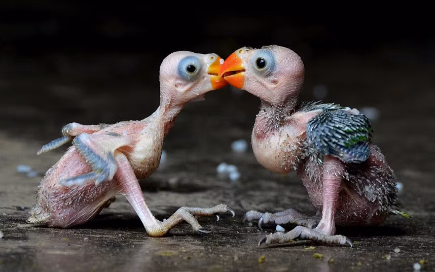A pair of Indian parrot hatchlings embrace in Dimapur after being caught by a local hunter and offered for sale in the north-eastern Indian state of Nagaland. Wildlife of all types is frequently hunted either for consumption or for sale to residents in this area of India. Despite a ban since 1990-91 on trade in all Indian bird species, hundreds of parrots are collected and traded annually. They are taken from the wild and smuggled within the country and further afield. The bulk of the trade is in three to four week old chicks.