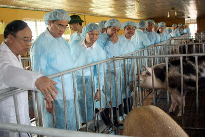 Phó Thủ tướng Nguyễn Thiện Nhân thăm Trung tâm nhân giống lợn chất lượng cao Phó Thủ tướng Nguyễn Thiện Nhân thăm Trung tâm nhân giống lợn chất lượng cao