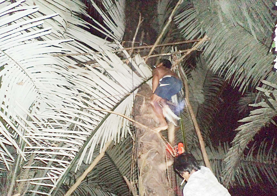 2 thanh niên Ca Dong đang miệt mài trèo cây lấy rượu Đoak