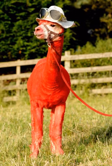 An alpaca is dressed for the summer in a hat and sunglasses at Toft Farm in Warwickshire