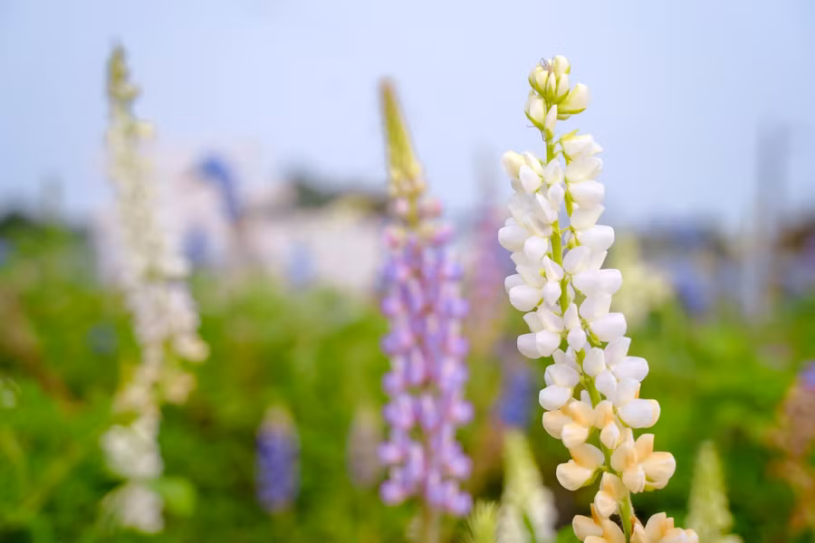 Hoa đậu Lupin bắt mắt với nhiều màu sắc.
