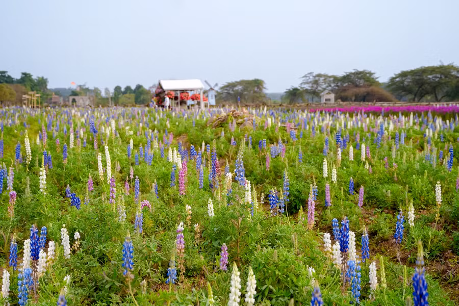 Hoa đậu Lupin có nhiều màu Trắng, Hồng, Xanh biếc, tím ở thảo nguyên hoa Long Biên.