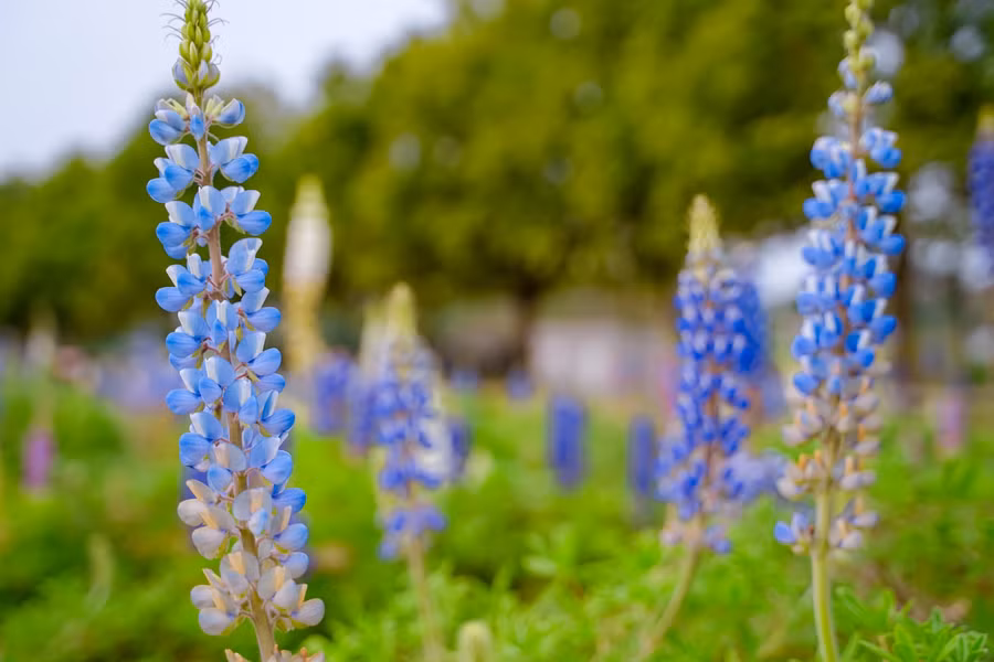 Giới trẻ ‘phát sốt’ với cánh đồng hoa đậu Lupin rực rỡ sắc màu giữa lòng Thủ đô ảnh 4