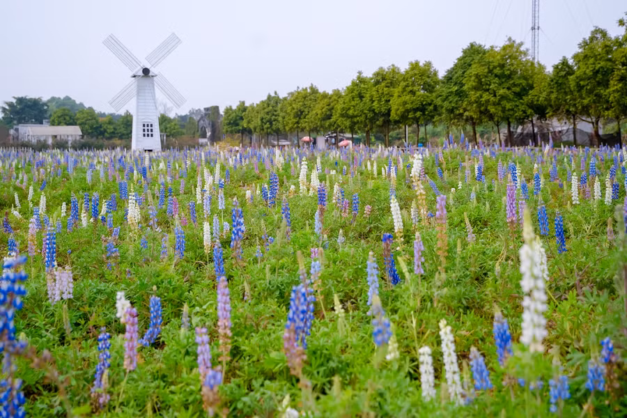 Khung cảnh cánh đồng hoa này như một góc thơ mộng, lãng mạng của Châu âu.
