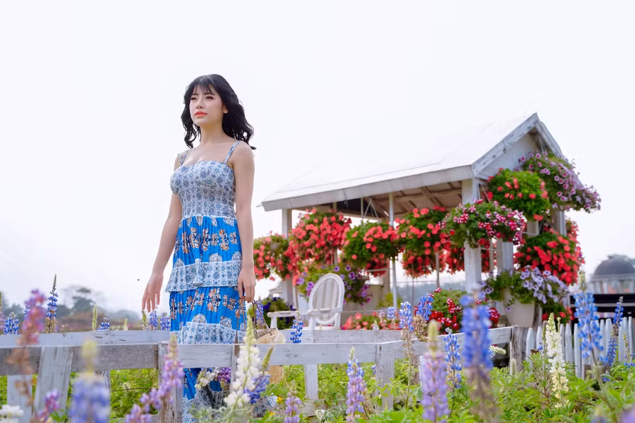 Giới trẻ ‘phát sốt’ với cánh đồng hoa đậu Lupin rực rỡ sắc màu giữa lòng Thủ đô ảnh 8