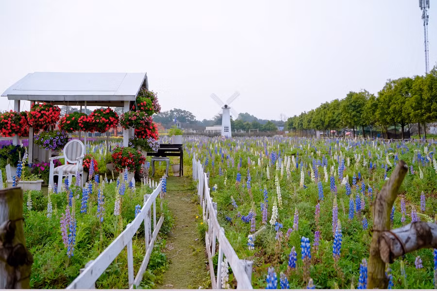 Giới trẻ ‘phát sốt’ với cánh đồng hoa đậu Lupin rực rỡ sắc màu giữa lòng Thủ đô ảnh 7