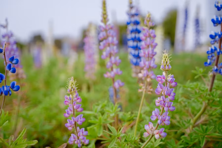 Giới trẻ ‘phát sốt’ với cánh đồng hoa đậu Lupin rực rỡ sắc màu giữa lòng Thủ đô ảnh 5