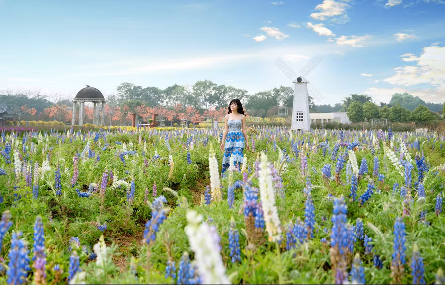 Cánh đồng hoa đậu Lupin rộng khoảng 5.000 m2 đang là địa điểm yêu thích của nhiều bạn trẻ.