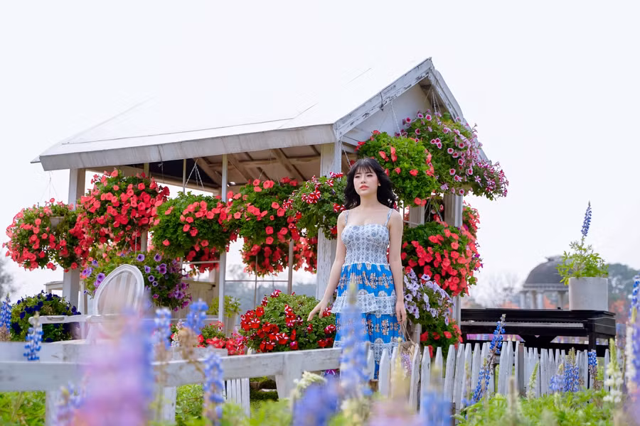 Giới trẻ ‘phát sốt’ với cánh đồng hoa đậu Lupin rực rỡ sắc màu giữa lòng Thủ đô ảnh 15