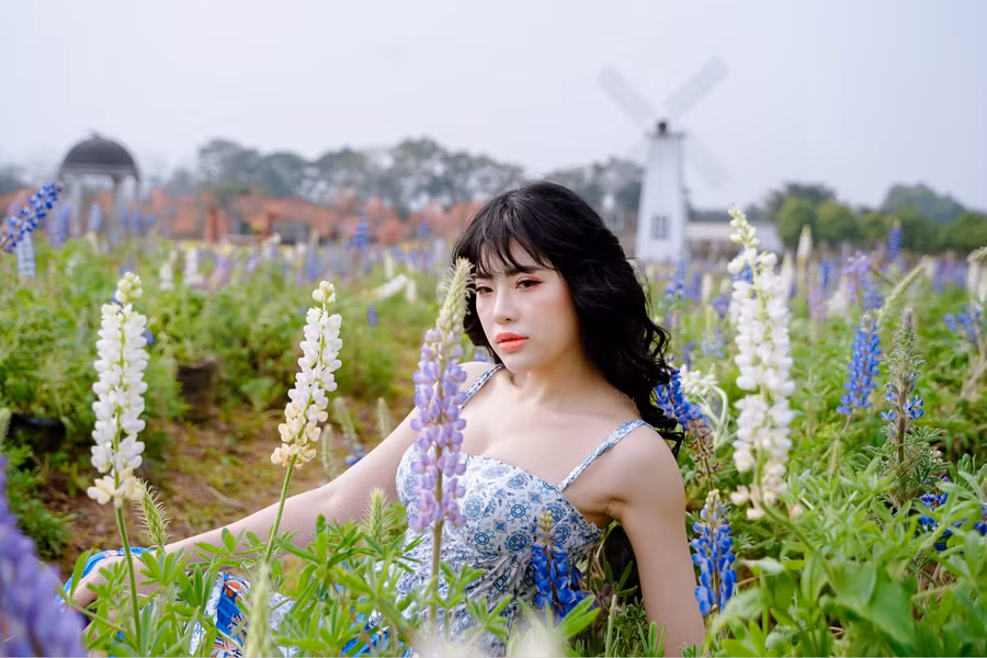 Chia sẻ với PV, chủ nhân cánh đồng hoa cho biết: “Giống hoa này được nhập từ Nhật Bản. Thời gian từ khi ươm hạt tới khi ra hoa mất khoảng 6-7 tháng. Loài hoa này cũng chơi được khá lâu, khoảng 1-2 tháng tùy vào chế độ chăm sóc”.