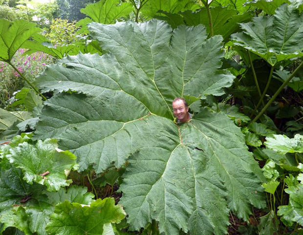Những hình ảnh ấn tượng tuần qua ảnh 2 This monster leaf with an 11ft diameter was grown at Abbotsbury Subtropical Gardens in Dorset. The Gunnera Manicata leaf is big enough for a whole family to shelter under. The plant, native to Brazil, has been growing at the gardens for the last 30 years but its leaves this year are bigger than usual. It is believed the wet summer is responsible for the booming of the bog-loving behemoth. Curator Stephen Griffith believes his leaves are the largest in Britain and the bounty is a bonus after last winter’s cold weather caused serious harm to several plants. The leaves of the plant - which is known as a Giant Rhubarb - are usually about 8ft wide.
