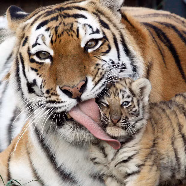 Female Amur tiger Iris licks its seven-week-old cub at the Royev Ruchey zoo in Russia’s Siberian city of Krasnoyarsk. The Amur tiger is an endangered species. 
