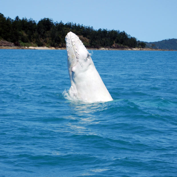 Ảnh đẹp động vật trong tuần ảnh 9 A rare white humpback whale calf breaches in Cid Harbour in the Whitsunday Islands area near Australia’s Great Barrier Reef. An extremely rare white humpback whale calf was spotted near Australia’s Great Barrier Reef in an event witnesses described as a