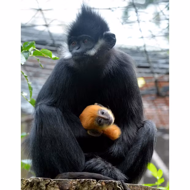 Francois Langur monkey Lu Lu cares for baby Tango. The flame-haired rare primate was born at ZSL London Zoo on September 1 to first-time mum Lu Lu and dad Neo.