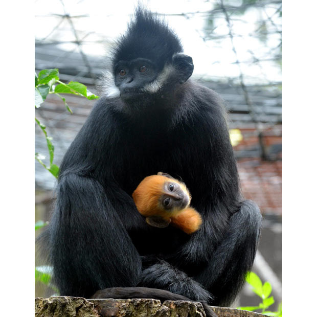 Ảnh đẹp động vật trong tuần ảnh 6 Francois Langur monkey Lu Lu cares for baby Tango. The flame-haired rare primate was born at ZSL London Zoo on September 1 to first-time mum Lu Lu and dad Neo.