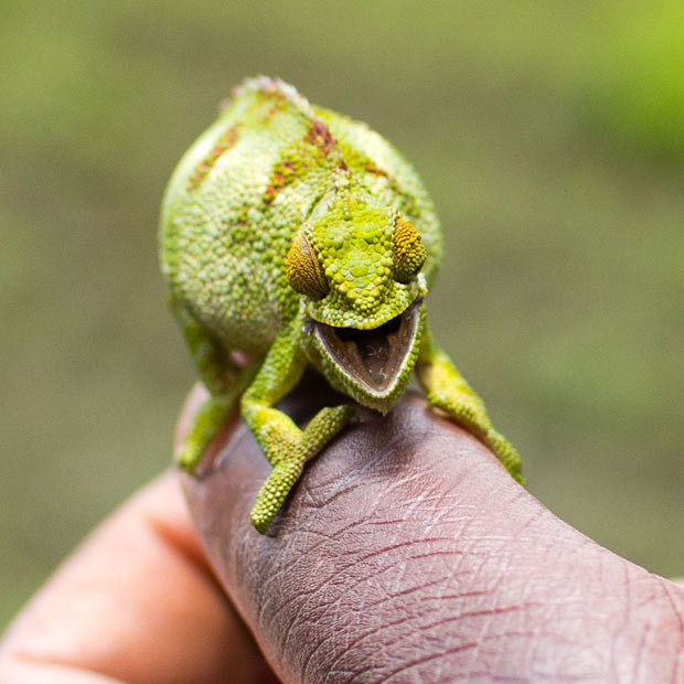 Ảnh đẹp động vật trong tuần ảnh 8 A chameleon looks overjoyed to have its photo taken, producing a big grin for the camera. The friendly creature was snapped sitting on the hand of a jungle tracker in the foothills of the Volcanoes National Park in Rwanda.