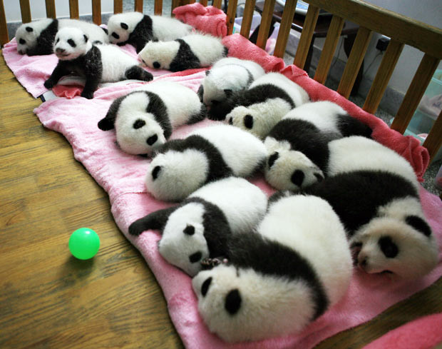 Ảnh đẹp động vật trong tuần ảnh 2 A group of giant panda cubs nap at a nursery at the research base of the Giant Panda Breeding Centre in Chengdu, in southwest China’s Sichuan province. China has launched its once-a-decade panda census, trying to determine how many of the endangered animals live in the wild amid efforts to boost numbers. The census - the fourth since it was first launched in the 1970s - is also expected to ascertain pandas’ living conditions, ages and any change in habitat. According to the count a decade ago, there were 1,596 pandas left in the wild in China, with 1,206 of them living in Sichuan.
