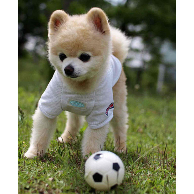 Ảnh đẹp động vật trong tuần ảnh 1 An adorable Pomeranian called Shunsuke has unofficially been given the title of ’cutest dog in Japan’. Recently, another cute canine has been making headlines - with five-year-old American Pomeranian Boo being named the cutest dog in the world. However, nine-year-old Shunsuke has stepped forward as a contender to Boo’s crown. Born in Chiba in 2002, little Shunsuke is something of a phenomenon in Japan. With his own Facebook and Twitter page, he can boast over 55,000 followers all eager to read about his escapades. He is also a regular on TV, has released two books and recently released his first calendar.