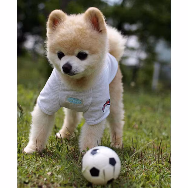 An adorable Pomeranian called Shunsuke has unofficially been given the title of ’cutest dog in Japan’. Recently, another cute canine has been making headlines - with five-year-old American Pomeranian Boo being named the cutest dog in the world. However, nine-year-old Shunsuke has stepped forward as a contender to Boo’s crown. Born in Chiba in 2002, little Shunsuke is something of a phenomenon in Japan. With his own Facebook and Twitter page, he can boast over 55,000 followers all eager to read about his escapades. He is also a regular on TV, has released two books and recently released his first calendar.