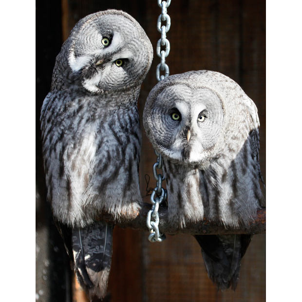 A pair of Great Grey Owls or Lapland Owls sit inside an open air cage at the Royev Ruchey zoo in Russia’s Siberian city of Krasnoyarsk