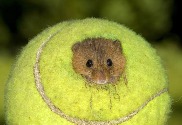 Ảnh đẹp động vật trong tuần ảnh 3 Harvest set up home inside a tennis ball. The family of three mice adopted the ball after their owner added it to their vivarium. Roger Tidman, who breeds the mice at his home, had a hole drilled for the mice. The wildlife photographer from Briston, Norfolk, has named the three after tennis players McEnroe, Sharapova and Henman. He said: