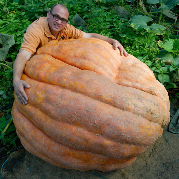 Những hình ảnh ấn tượng trong tuần ảnh 4 German farmer Oliver Langheim holds a giant pumpkin weighing about 300 kilos in Fuerstenwalde