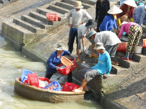 Bình Định: Ngư dân trúng &quot;lộc biển&quot;