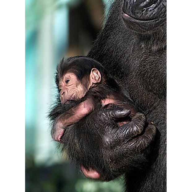 The baby western lowland gorilla which was born to mother Salome last week at Bristol Zoo Gardens has now been named Kukena. Nina Wadia, who plays Zainab Masood in Eastenders, picked the name - pronounced 