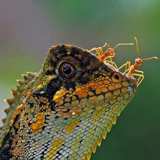 Fearless Rang Rang ants dance on a lizard