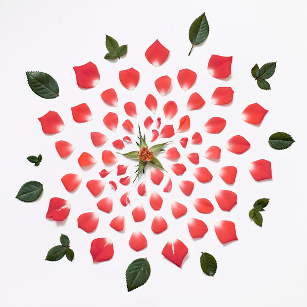 Những hình ảnh ấn tượng trong tuần ảnh 5 Fong Qi Wei, a Singapore-based artist, picks apart flowers and rearranges them on a canvas to startling effect. The 33-year-old disassembles the flowers, such as this rose, by hand before carefully arranging the component parts.