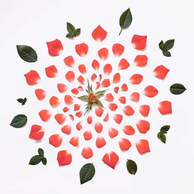 Fong Qi Wei, a Singapore-based artist, picks apart flowers and rearranges them on a canvas to startling effect. The 33-year-old disassembles the flowers, such as this rose, by hand before carefully arranging the component parts.