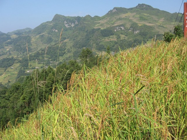 Loại thóc nếp được trồng trên nương đồi núi cao biệt lập cách xa lúa tẻ dùng làm cốm nếp có hương vị thơm ngon núi rừng.