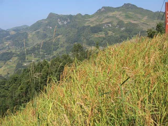 Loại thóc nếp được trồng trên nương đồi núi cao biệt lập cách xa lúa tẻ dùng làm cốm nếp có hương vị thơm ngon núi rừng.