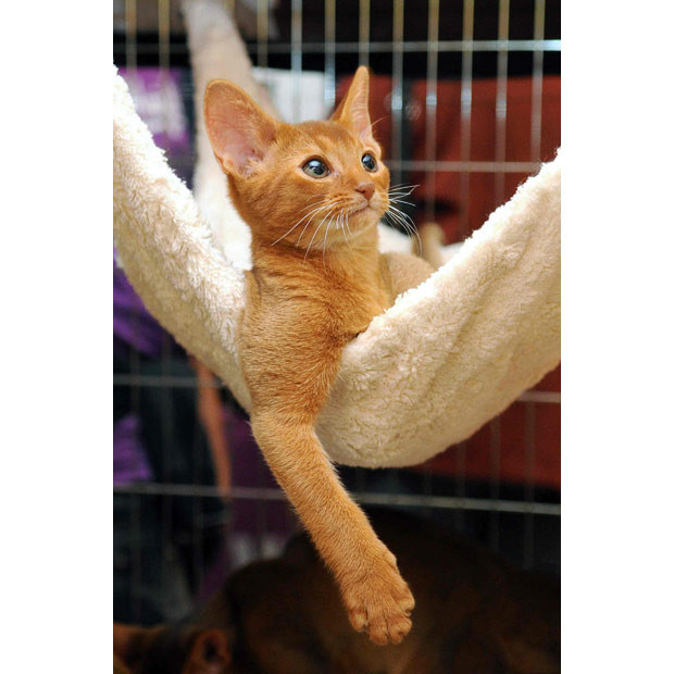 Ảnh đẹp động vật trong tuần ảnh 3 An Abyssinian cat lies in a hammock during an international cat show in Budapest, Hungary