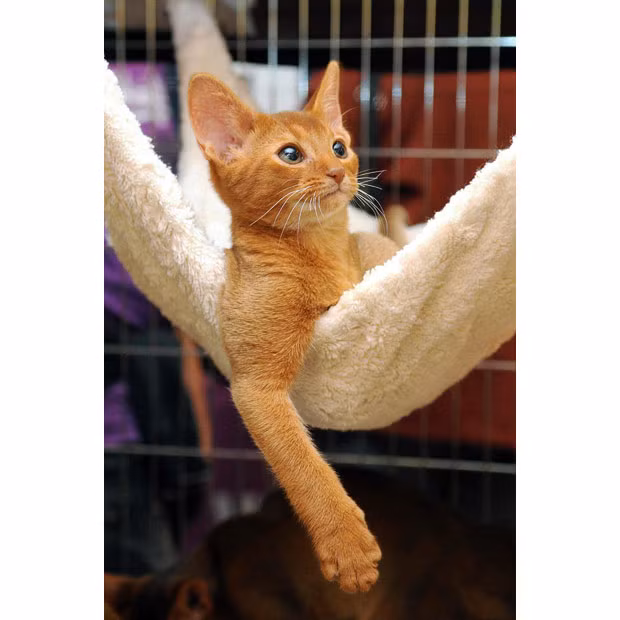 An Abyssinian cat lies in a hammock during an international cat show in Budapest, Hungary