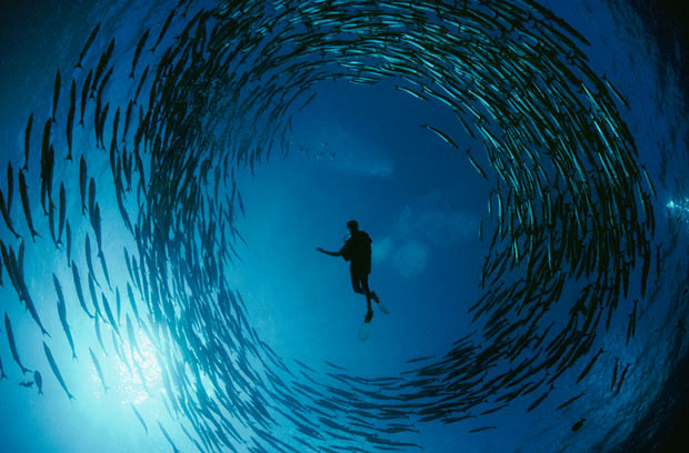 Những hình ảnh ấn tượng tuần qua ảnh 1 A diver is circled by a rotating group of barracuda in the Bismarck Sea Off New Hanover Island, Papua New Guinea. This is just one of the remarkable images taken by underwater photographer David Doubilet, 64.