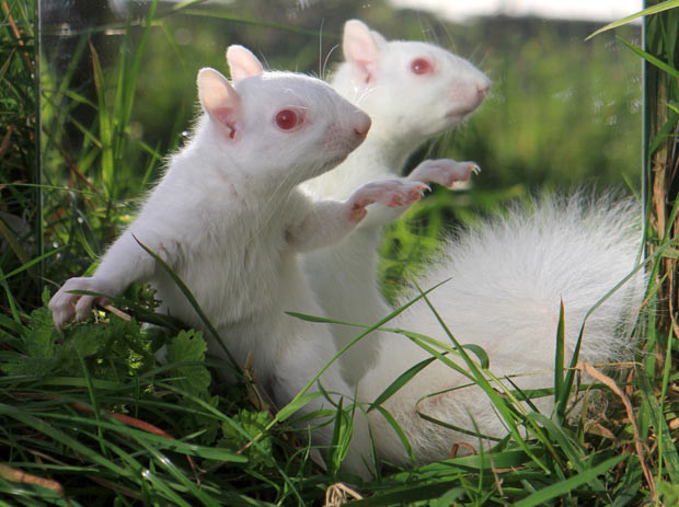 Ảnh đẹp động vật trong tuần ảnh 1 Snow White the rescued albino squirrel recuperates at HART Wildlife Rescue near Alton in Hampshire. The animal was found badly injured after being attacked by grey squirrels. Vets at the centre placed a mirror in her pen so they could keep an eye on her but it turns out that Snow White quite enjoys looking at herself.
