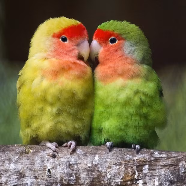 Ảnh đẹp động vật trong tuần