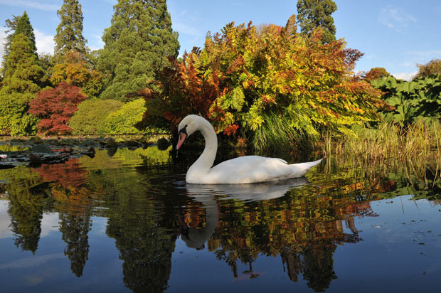 Ảnh đẹp động vật trong tuần ảnh 6 A swan and autumn foliage are reflected on the lake at Sheffield Park Estate, East Sussex