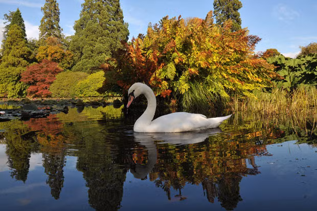 A swan and autumn foliage are reflected on the lake at Sheffield Park Estate, East Sussex 