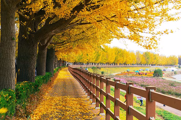 Mùa thu là một trong những mùa đẹp nhất ở Hàn Quốc