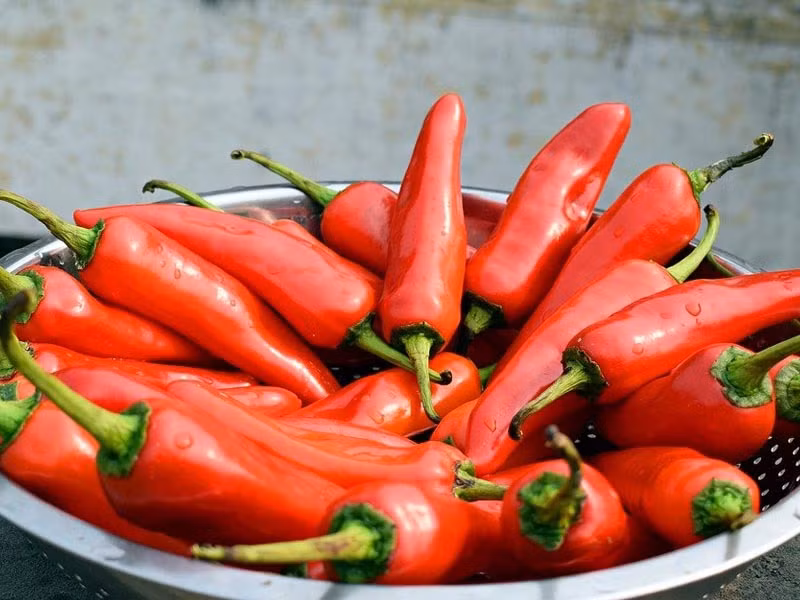 Trong ớt chứa capsaicin giúp làm loãng đờm
