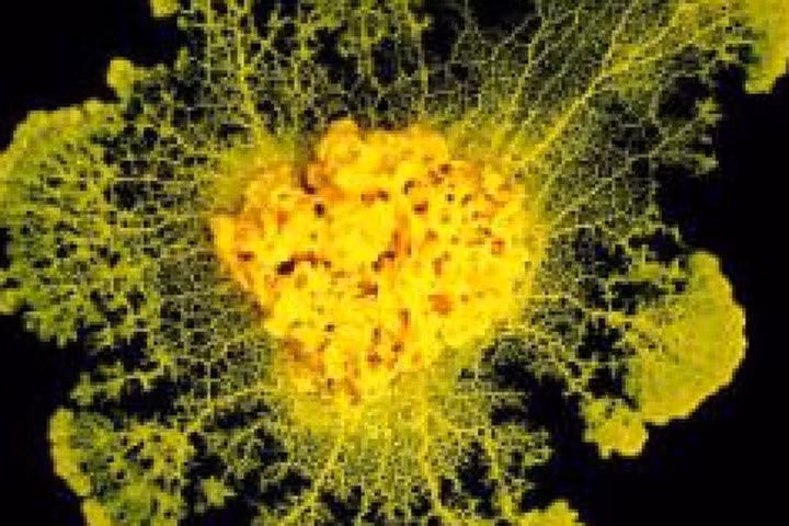 Bất ngờ khả năng “sao y bản chính” của nấm nhầy