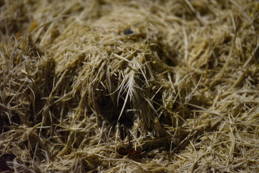 Lông gia cầm được vứt, phơi khá dày trên mặt đường.