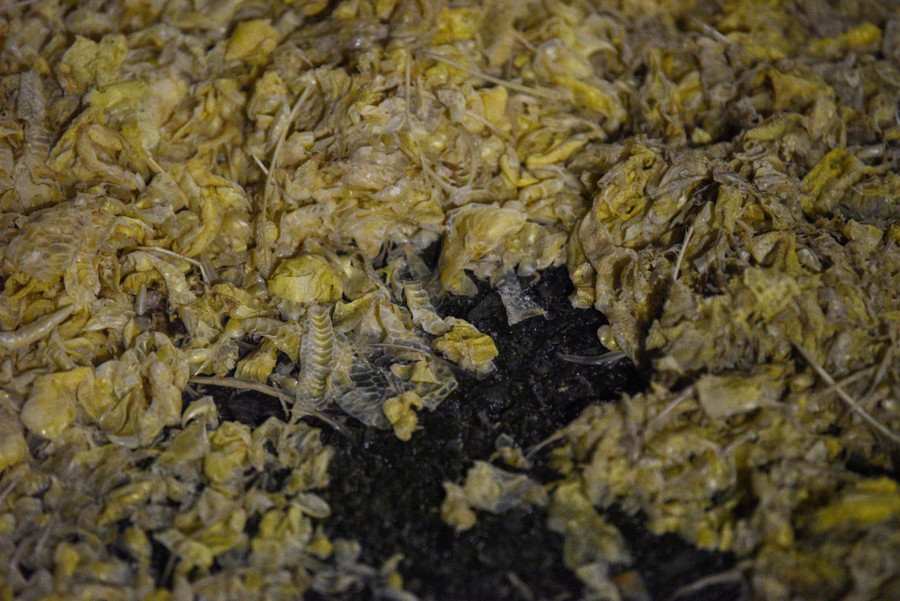 Nhiều người dân đi ngang qua đây hy vọng những hành vi phơi, vứt lông và da chân gia cầm trên sẽ không còn và tuyến đường sẽ được dọn dẹp trong thời gian sớm để đảm bảo về an toàn giao thông cũng như vệ sinh môi trường.