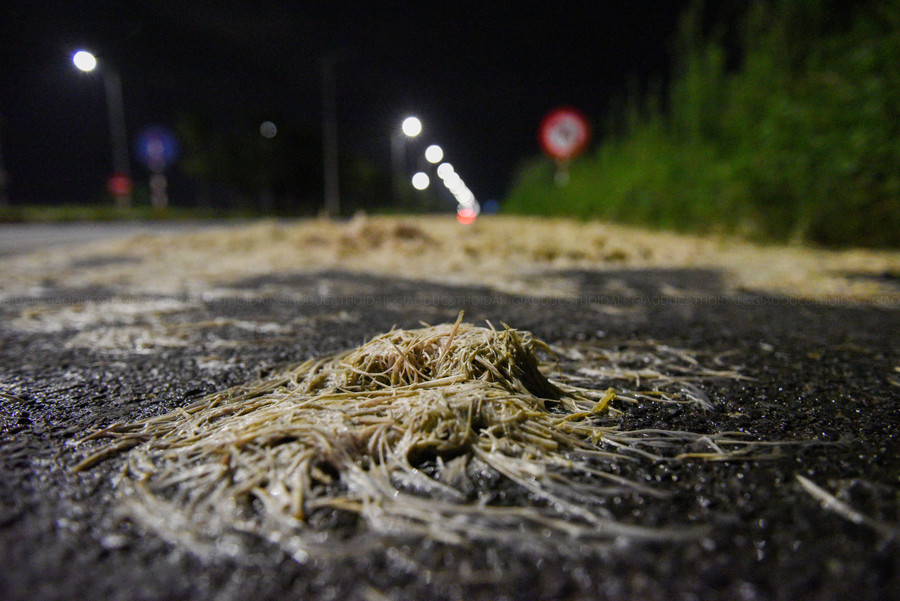 Theo ghi nhận vào tối 8/8, cho dù trời mưa nhưng lông gia cầm vẫn còn nguyên trên tuyến đường.