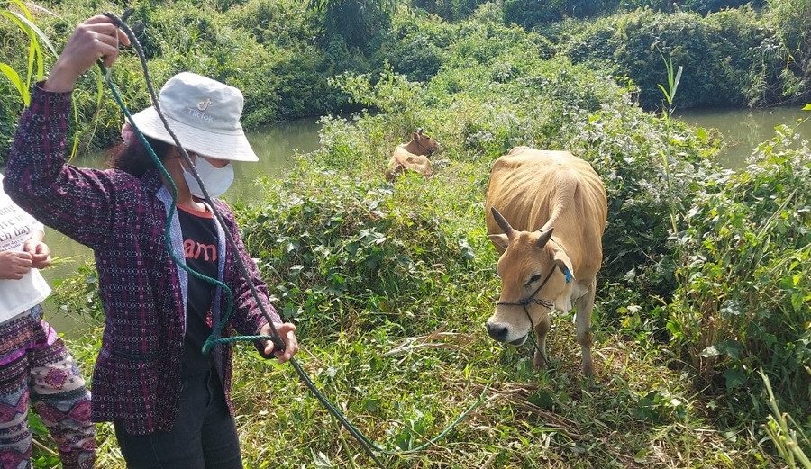 Đề nghị kiểm điểm trách nhiệm 8 cán bộ trong vụ 'cấp bò thành bê' ở Kon Tum