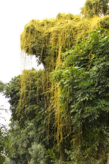 Dây tơ hồng (màu vàng).Ảnh:thuongmaitruongxua.
