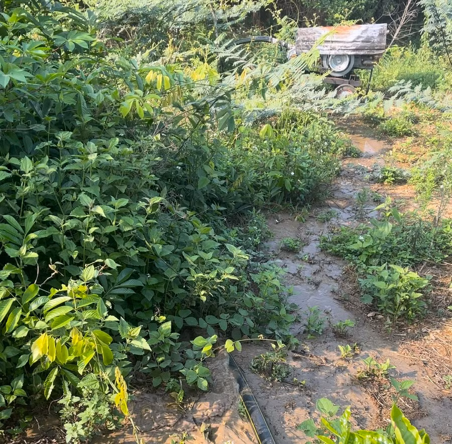 Vi phạm quy định, chủ trại heo bị phạt gần 500 triệu đồng. (Ảnh: TT)